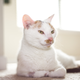 Illustration for article titled Cat Portraits